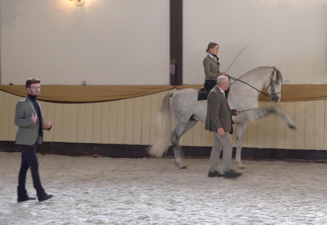 Der korrekte Sitz in der Reitkunst