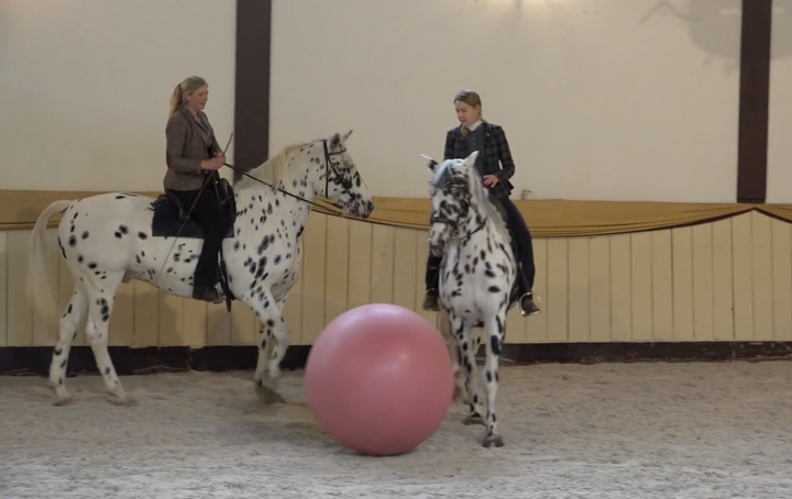 Fortgeschritttene Seitengänge & angewandte Reitkunst