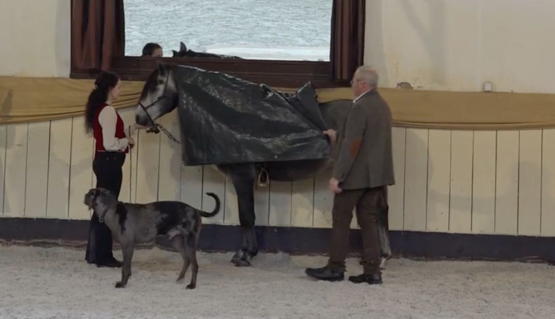 Fortgeschritttene Seitengänge & angewandte Reitkunst