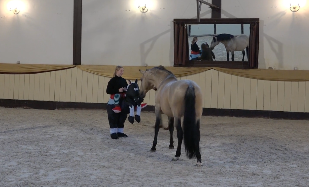 Fortgeschritttene Seitengänge & angewandte Reitkunst