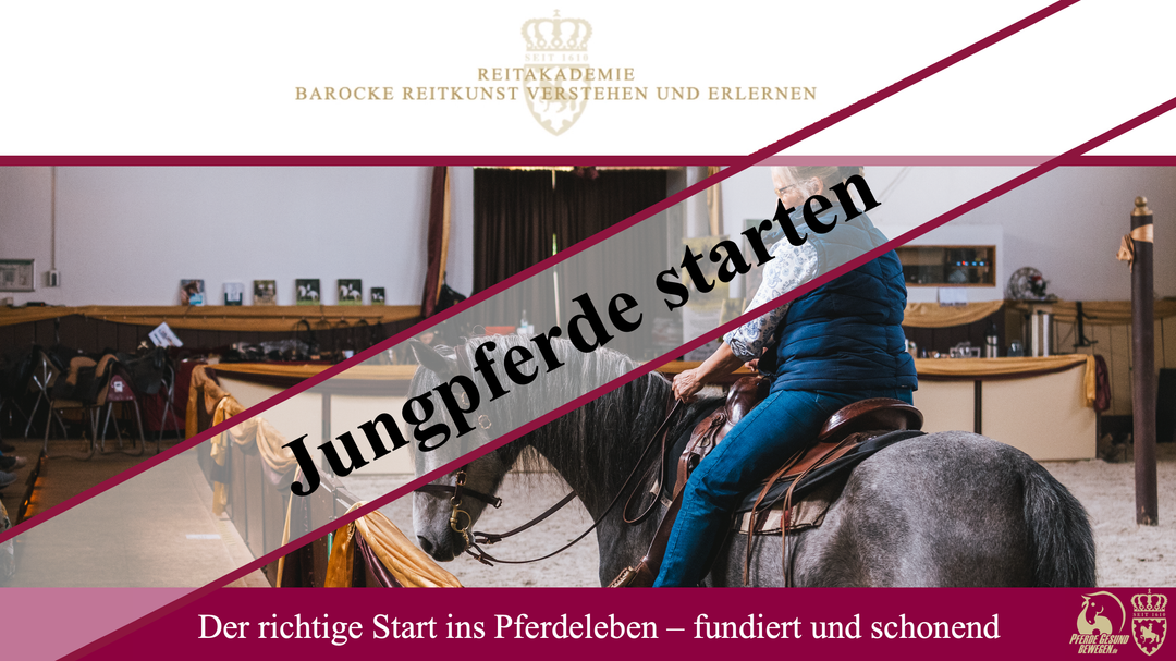 Jungpferde starten