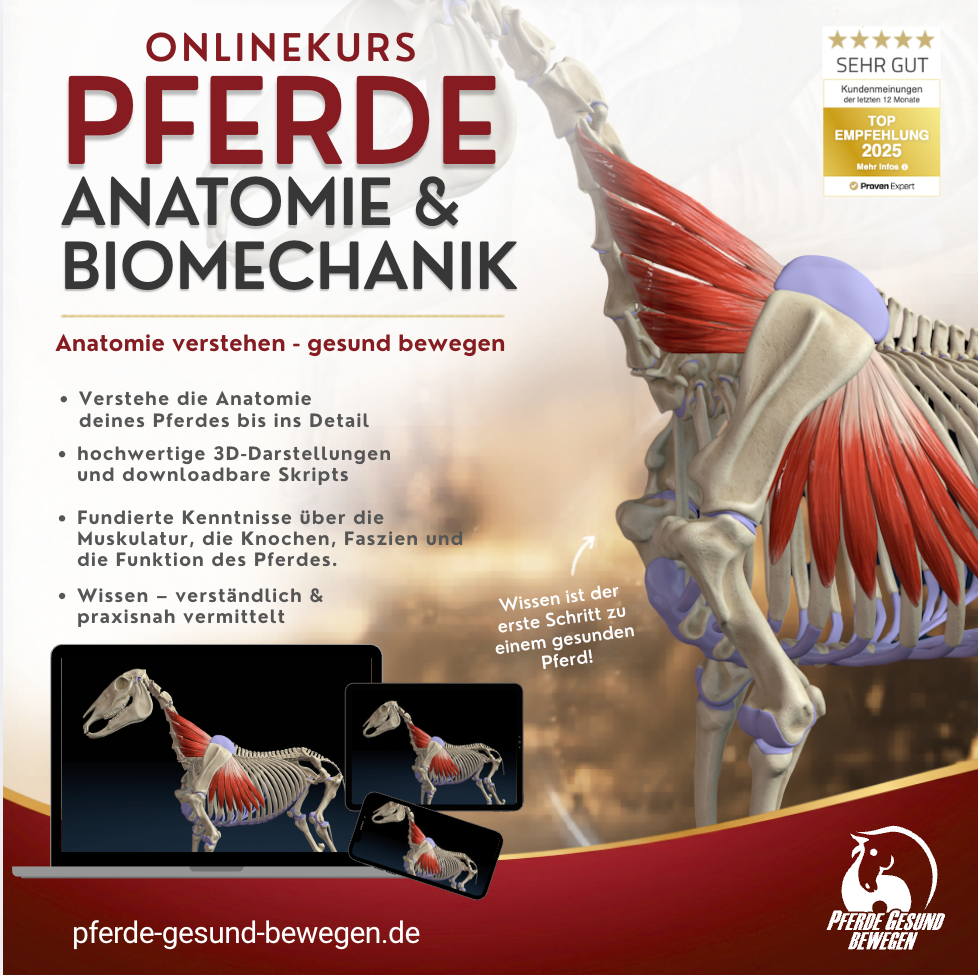 Onlinekurs Pferde Anatomie und Biomechanik
