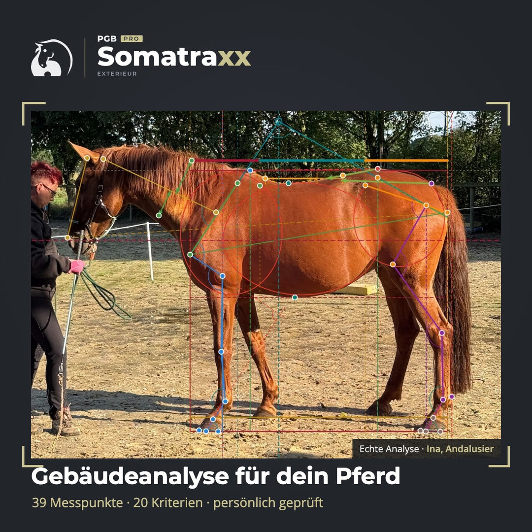 Digitale Pferdeanalyse - durch Chris Debski