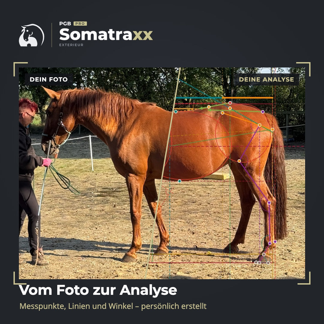 Digitale Pferdeanalyse - durch Chris Debski