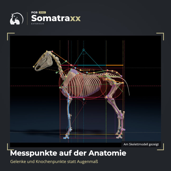 Digitale Pferdeanalyse - durch Chris Debski