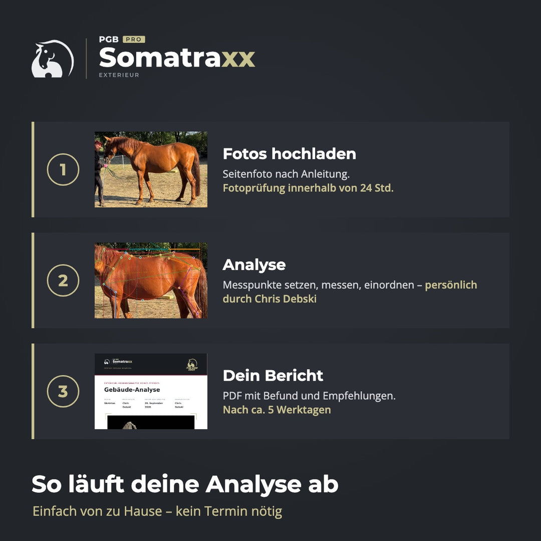 Digitale Pferdeanalyse - durch Chris Debski