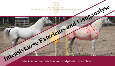Intensivkurs Exterieur- und Ganganalyse von Reitpferden